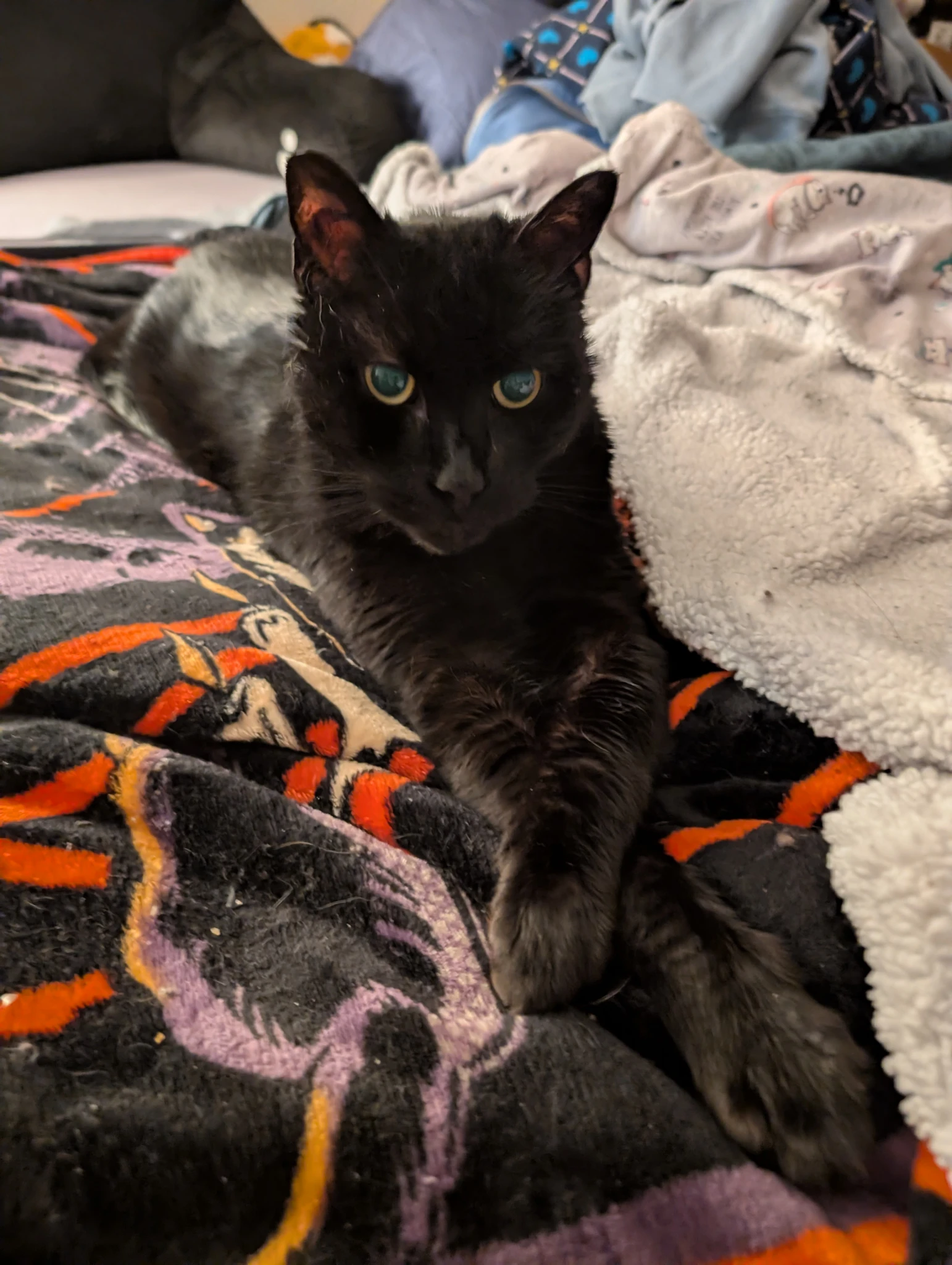 A photo of a black cat laying on a pile of blankets, with his paws stretched out and crossed in front of him
